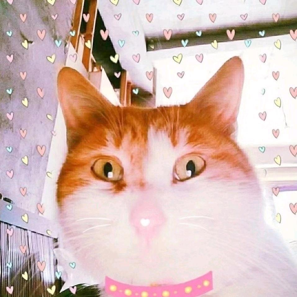 飞猪猪