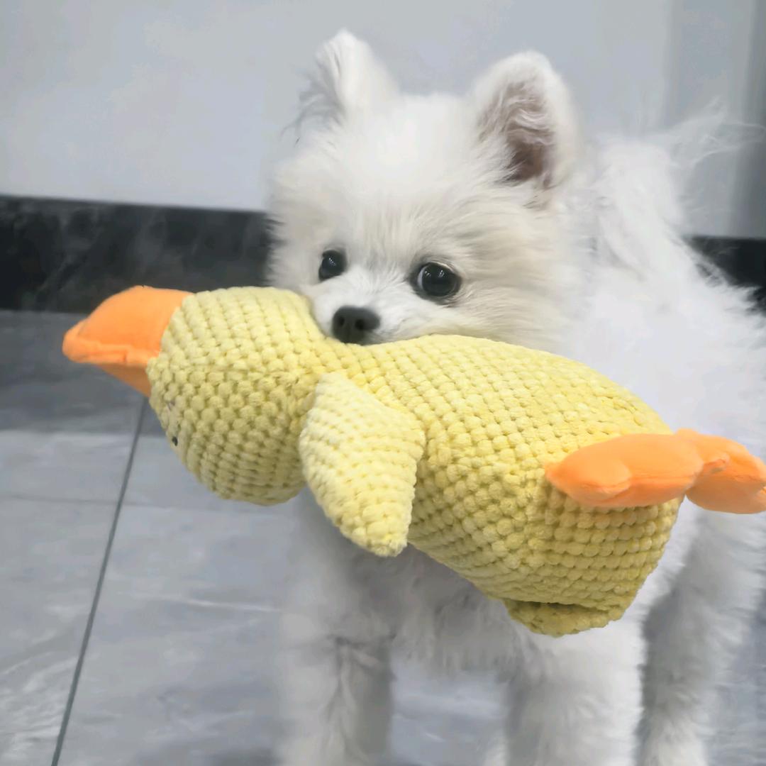 椿萱