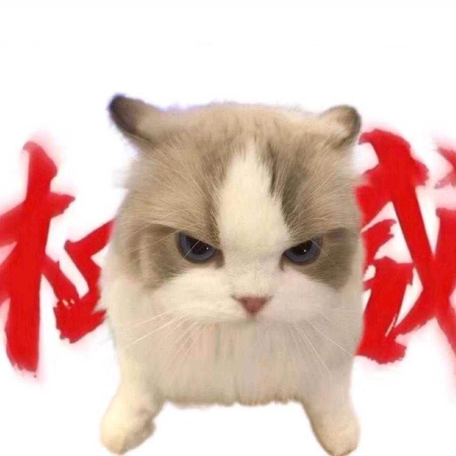 小猫小猫🐱