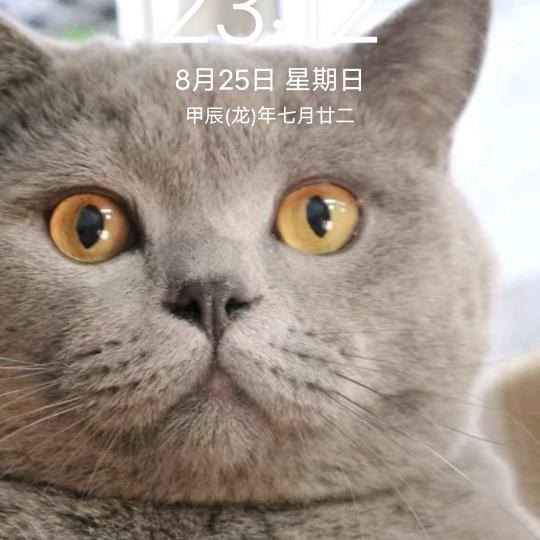 灰灰日常