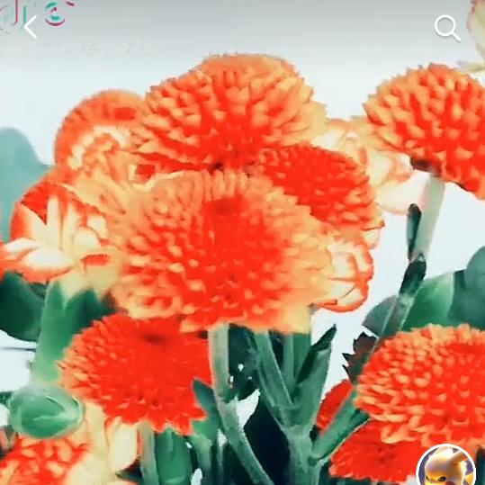 凤琳