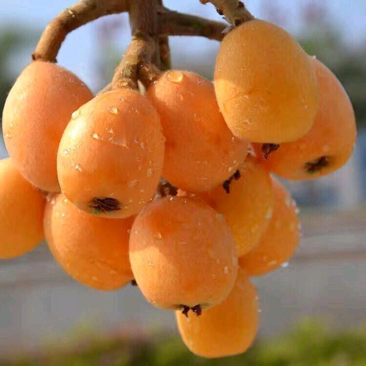 氼鼡
