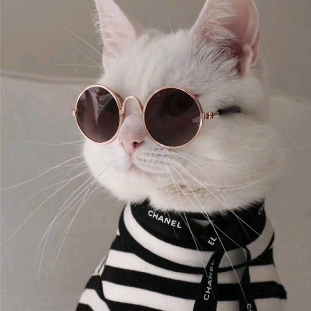 兜兜里的猫咪