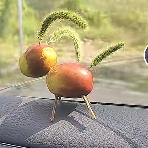 会飞的鱼