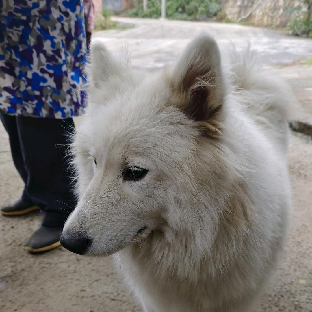 杰ʕ๑•ɷ•๑ʔ❀