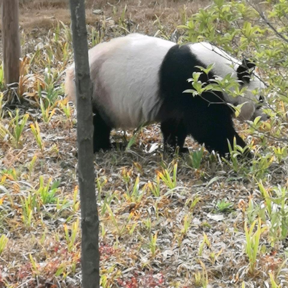 铁观音