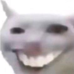 迷因毛米