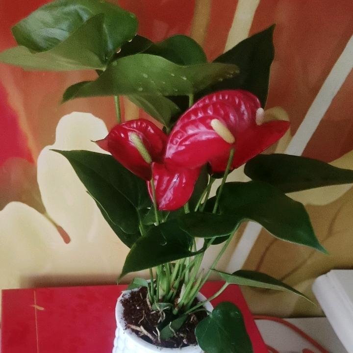 🍷余生不将就🌹