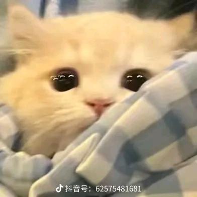 🪢悲伤小猫^头像