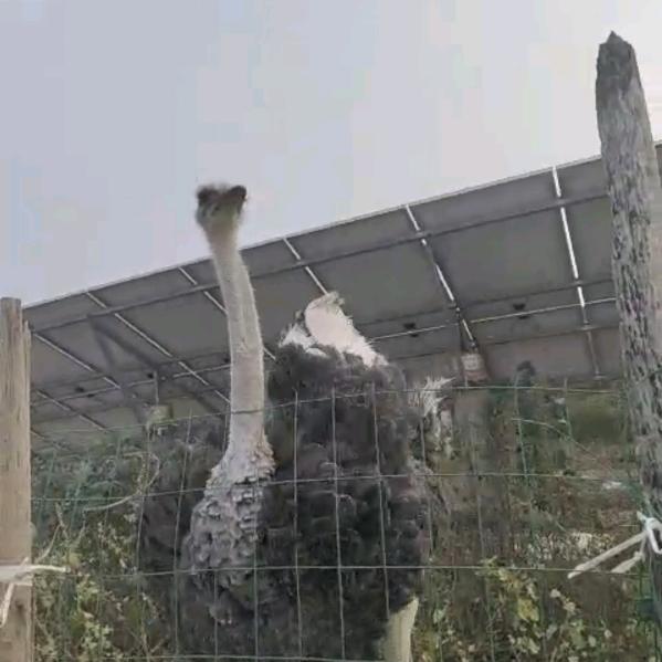 ꧁꫞꯭往往情深꫞꧂