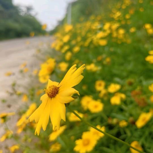 小莳优选