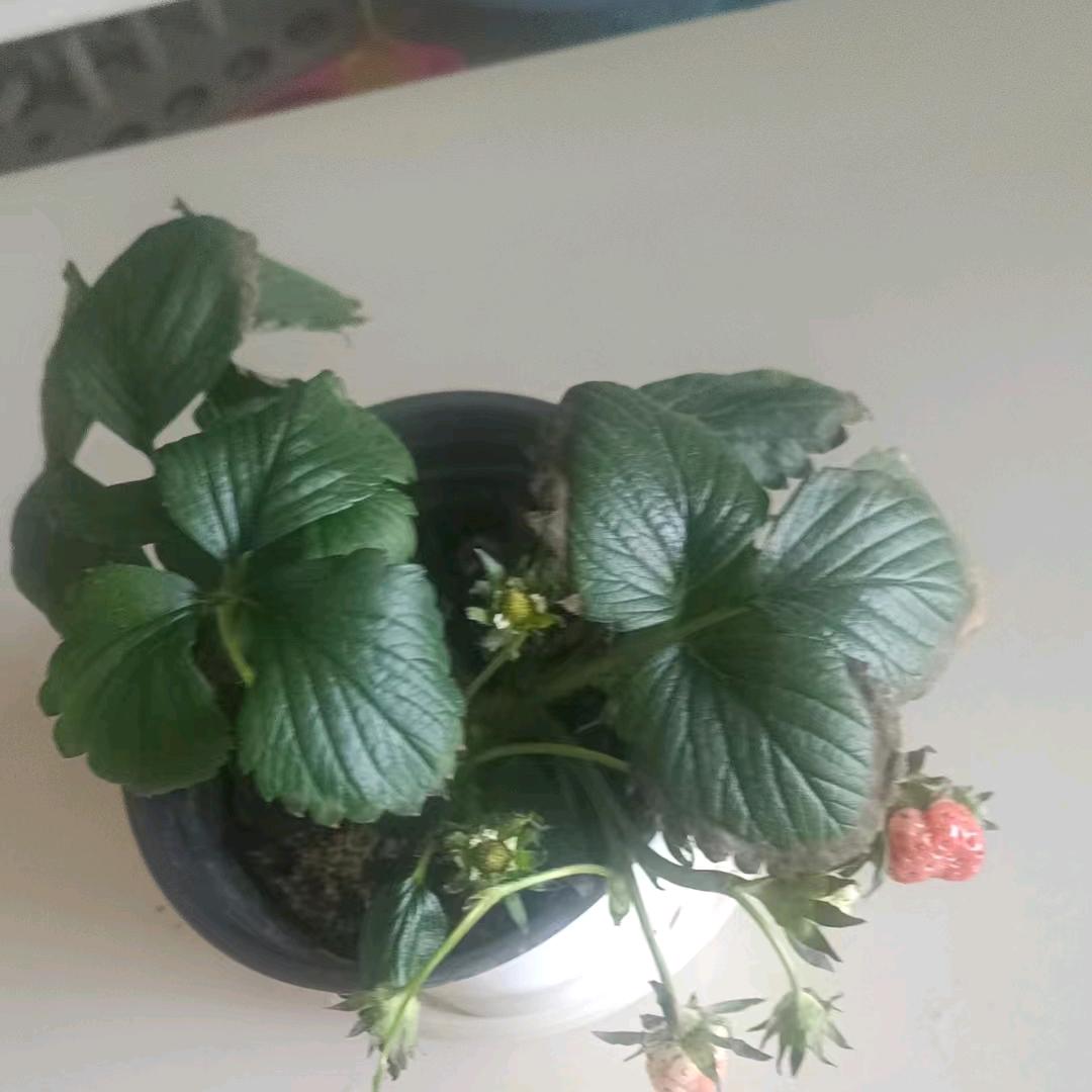 吉祥高照