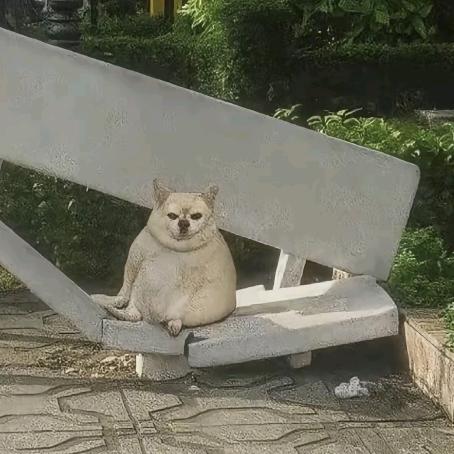 🦛