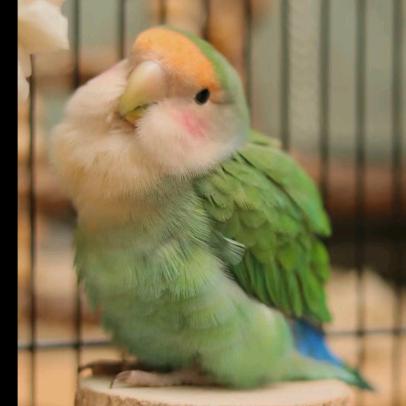 成都手养鹦鹉