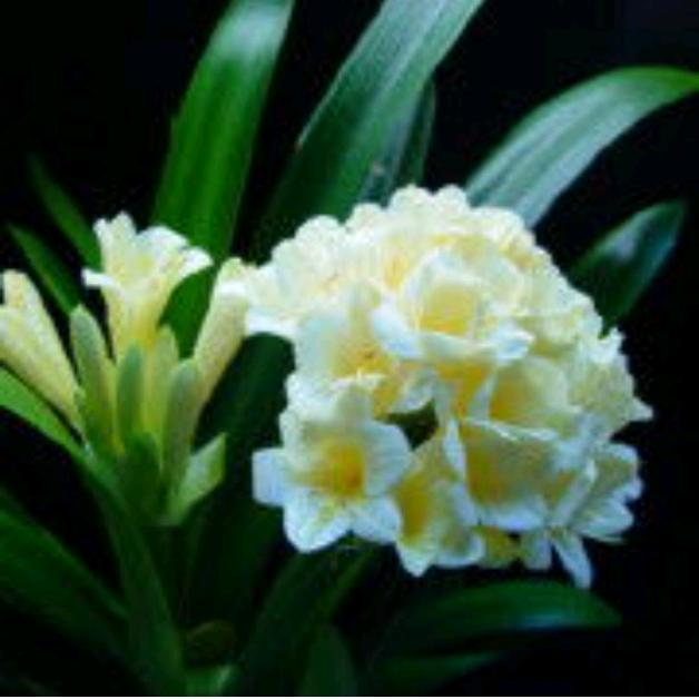 Clivia1