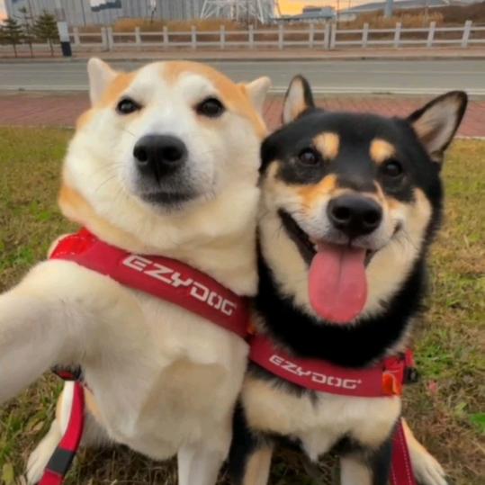 殇璃