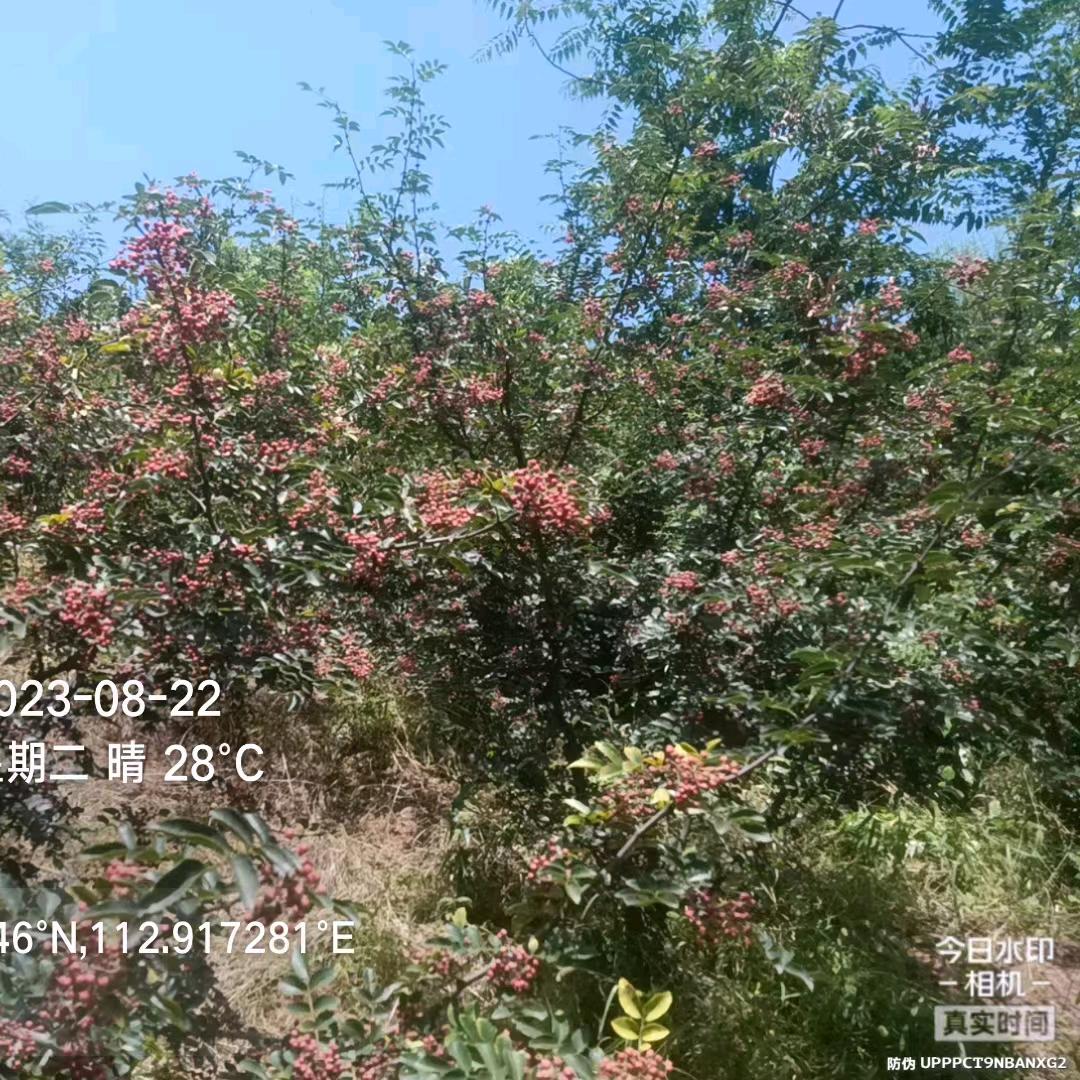 花椒小哥爱健身~大红袍新鲜花椒农场
