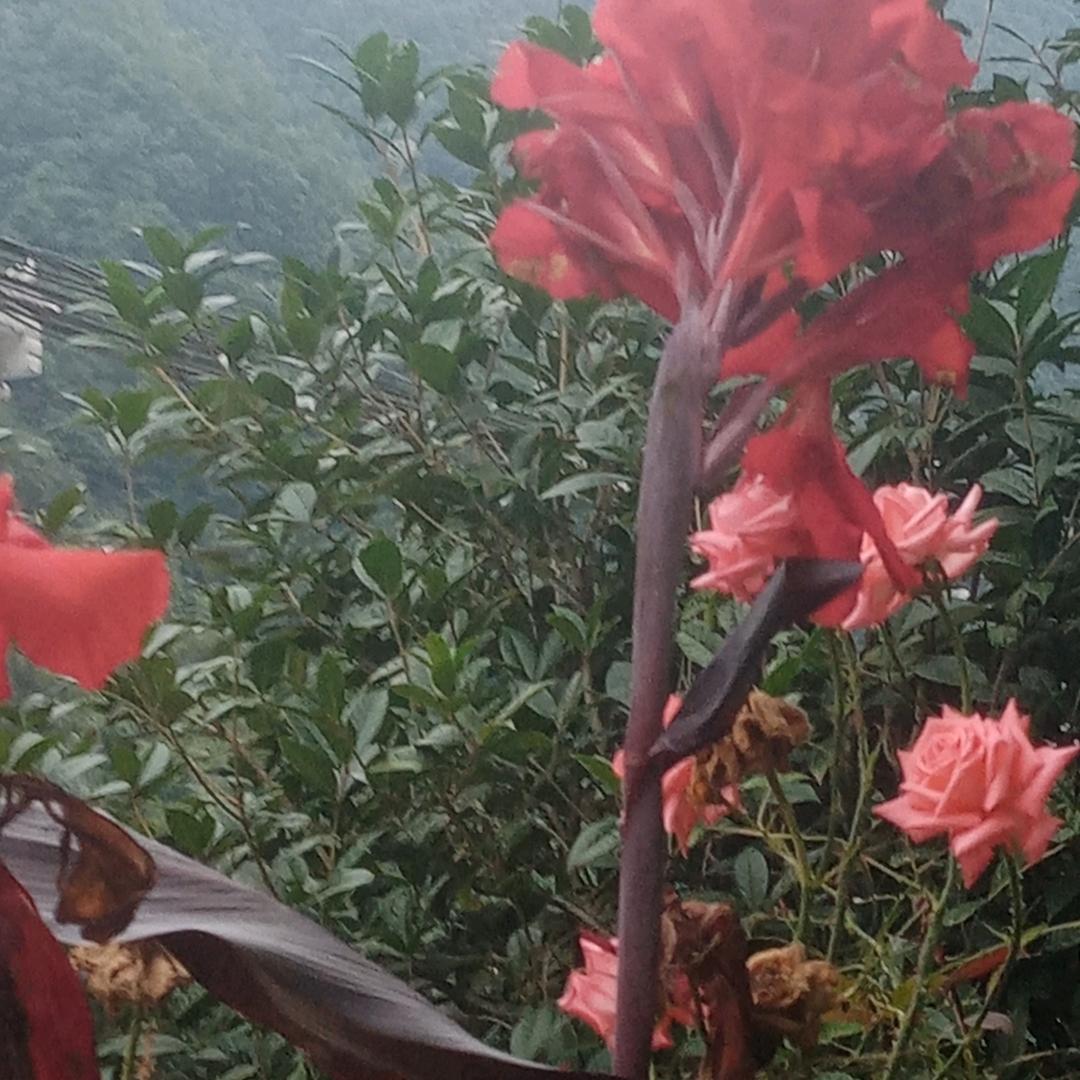 朵朵