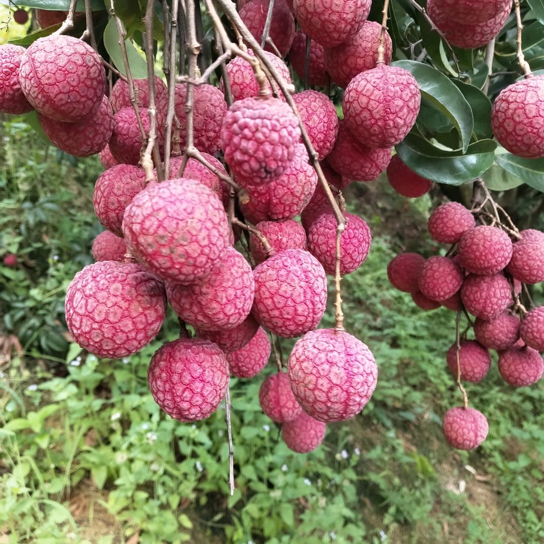 🍒郑好有NI🍒