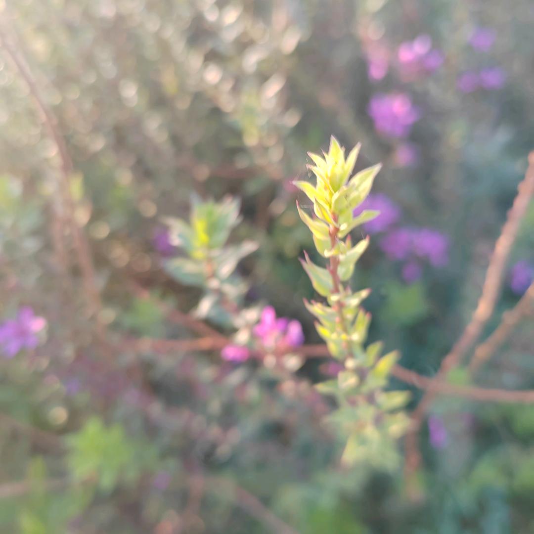 : ◂ ᙚᵐⁱᒻᵉ¨̮♡