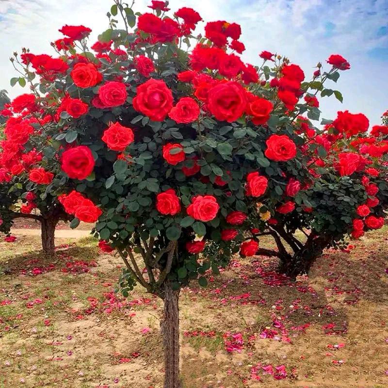 🌳美💐好🌺的🌳回忆🦚@