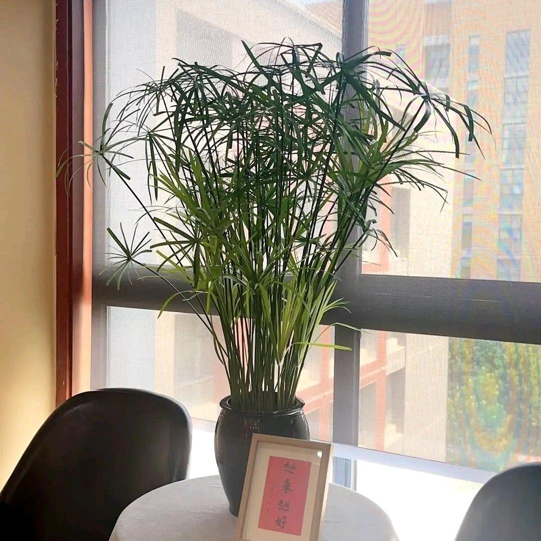 专业水竹养殖基地