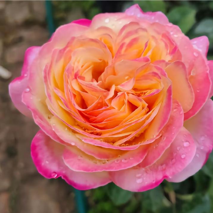 开心每一天的奶奶