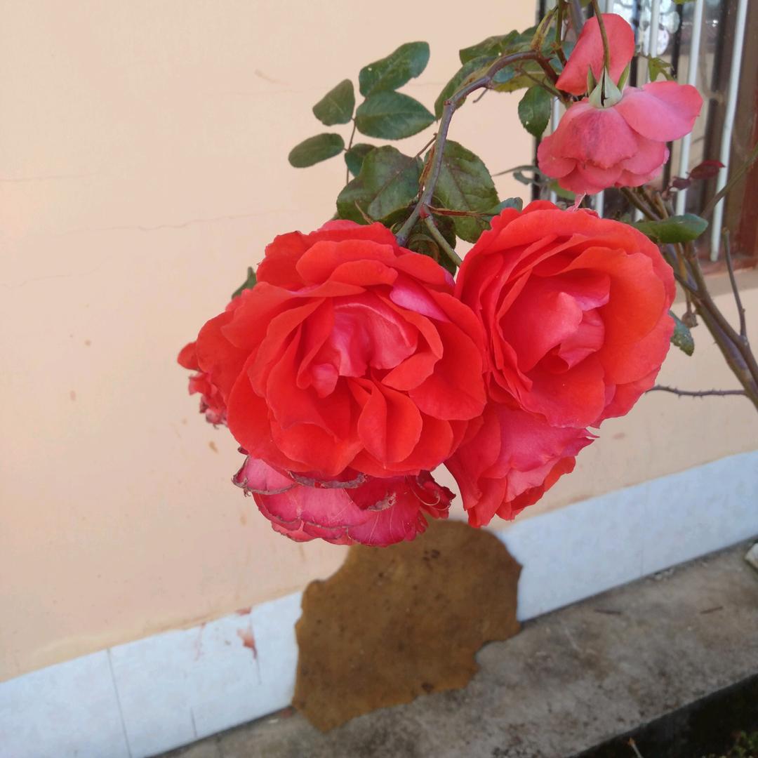 人生就是累🌺🌺🌺🌺🌺