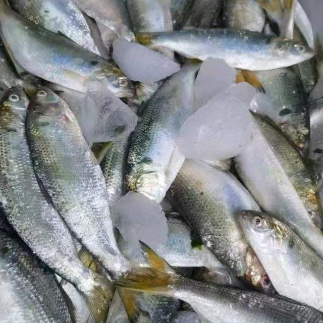 路旺孙家冷库有鲅鱼刀鱼海参咸螃蟹各种海产
