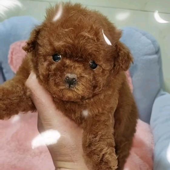 福泉疯狂宠物生活会馆