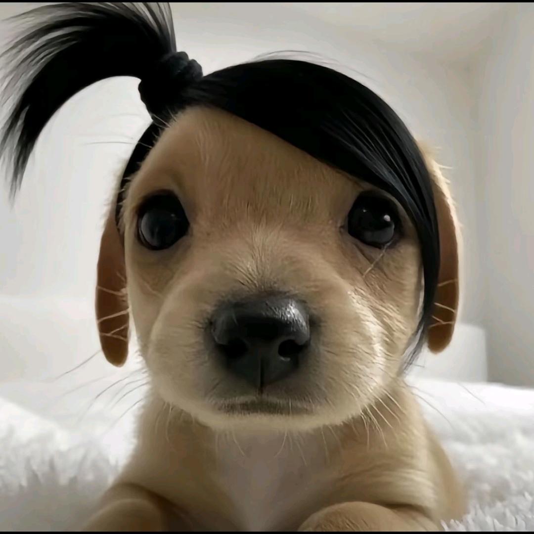辫子狗