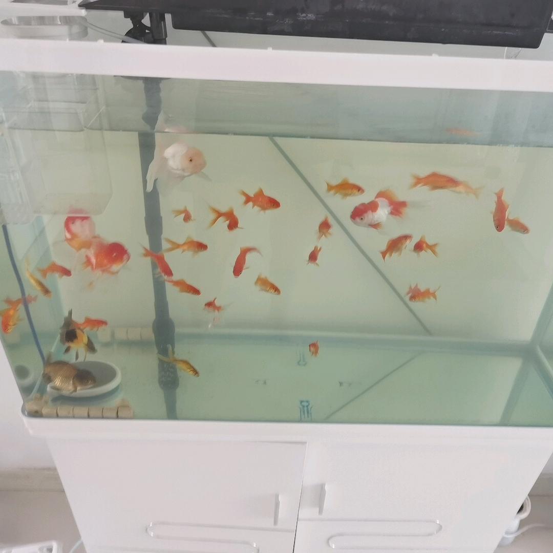 威哥