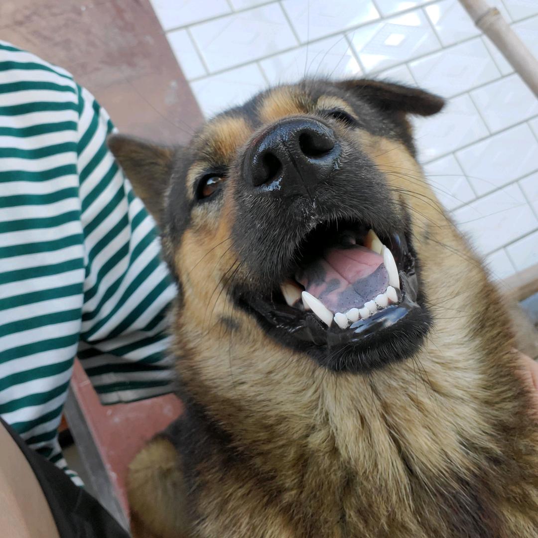 贝贝拉今天回家了吗（福建龙岩找狗）