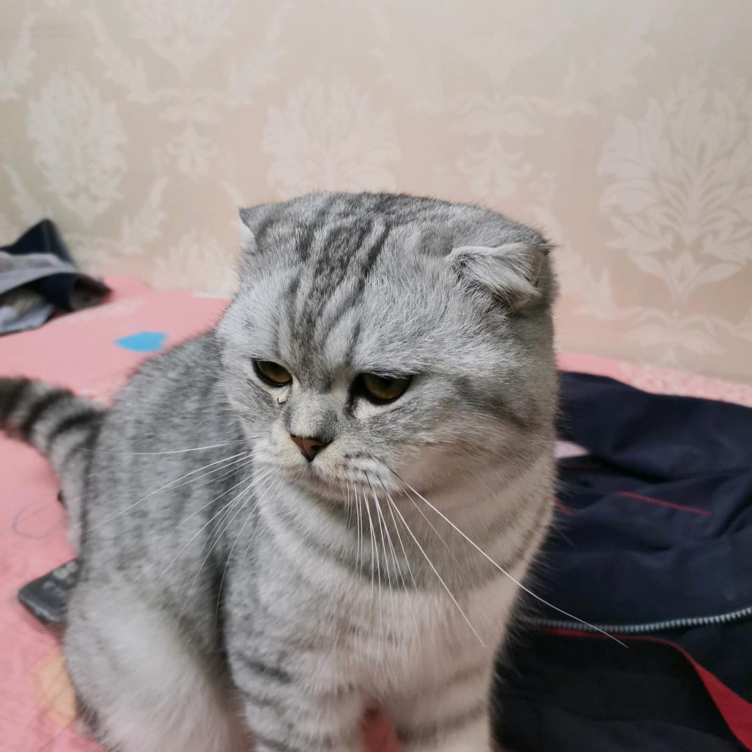 陕西星哥