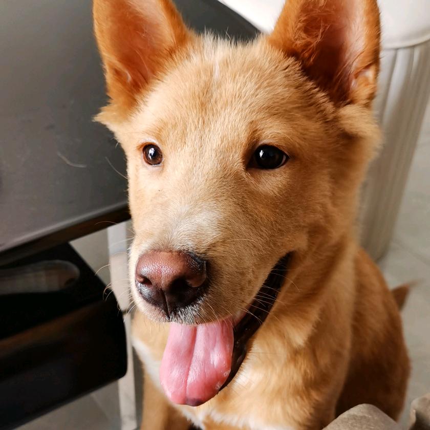 小狗旺财日记（🌸