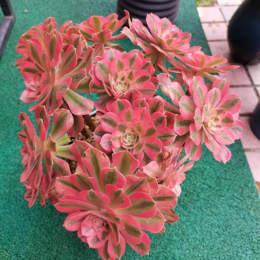 得意洋洋