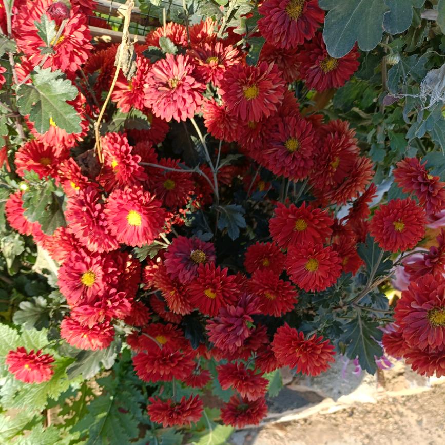 兰花草马姐