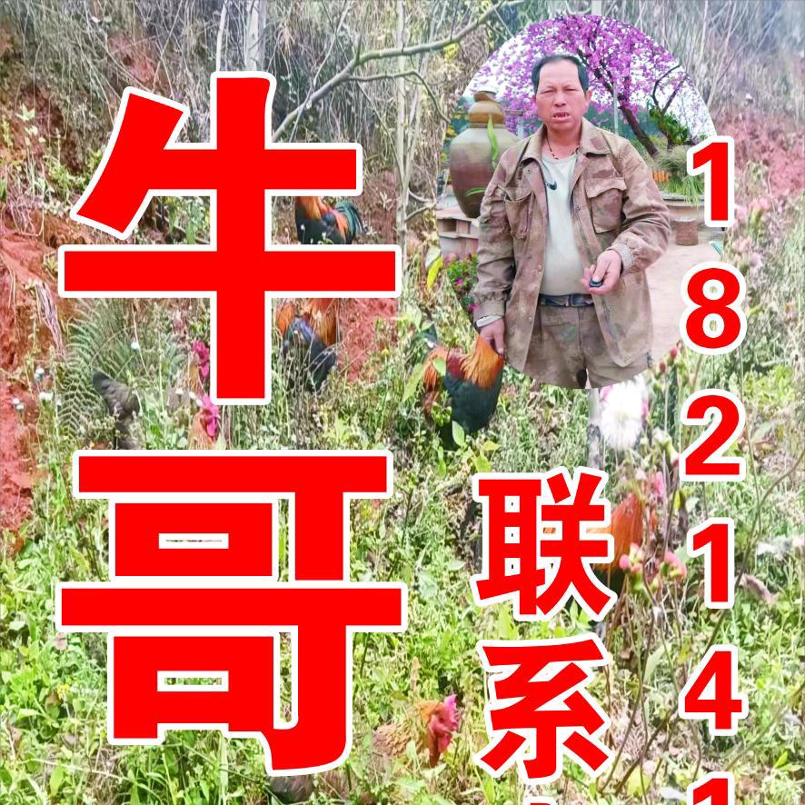 云南牛哥