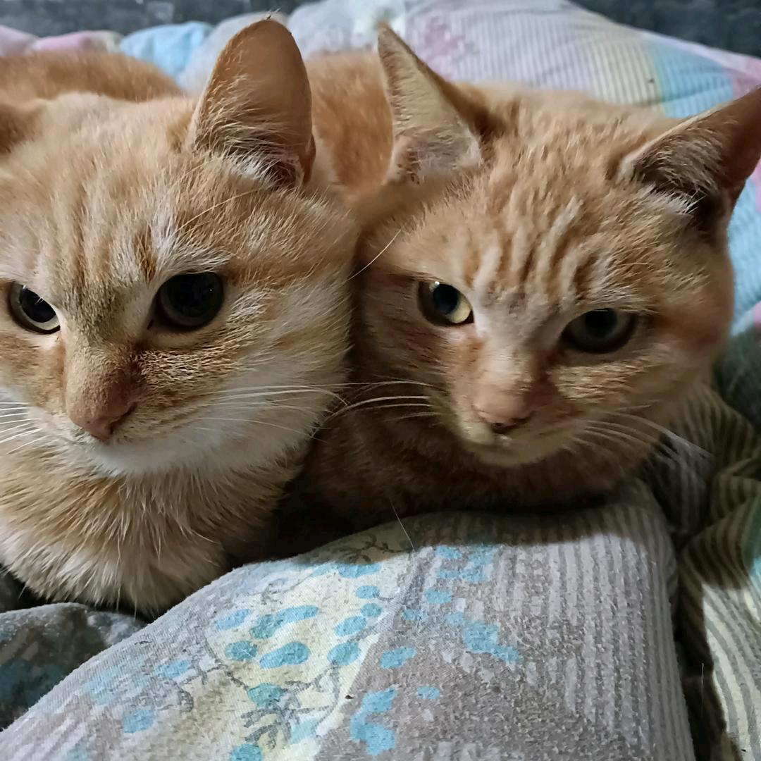 双猫🐱咪
