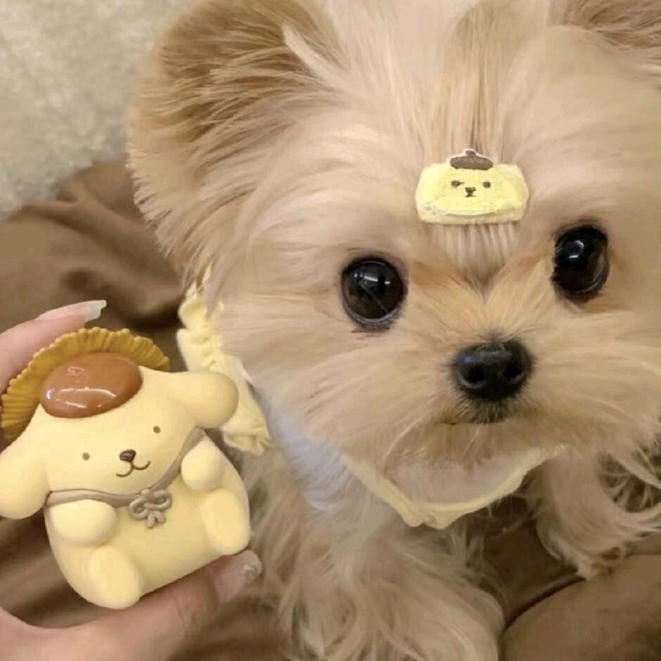 小络萝卜头