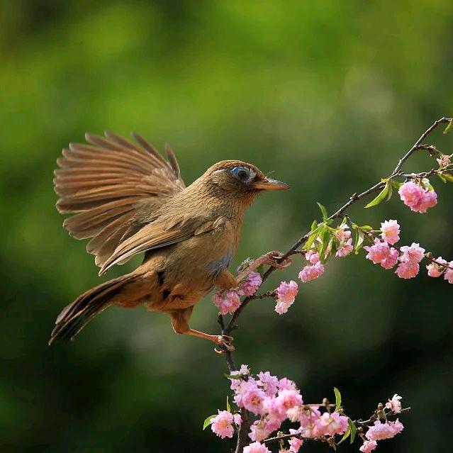 客家画眉鸟🐦