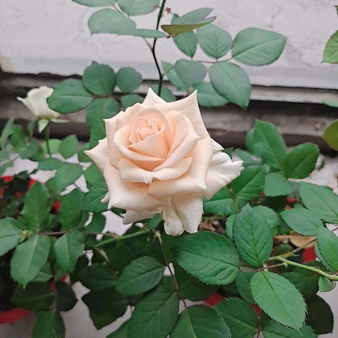 🌺ღ格格🌻