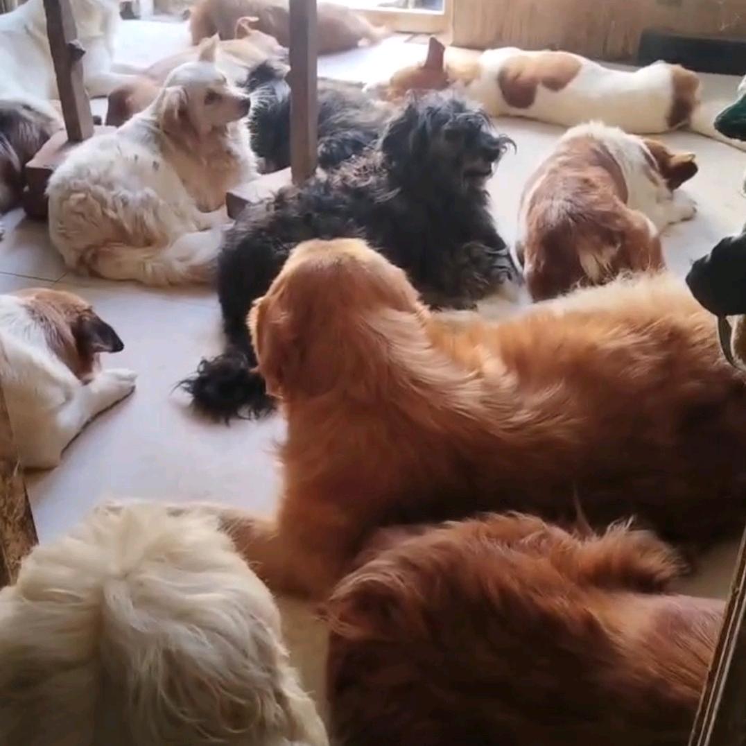 他和他的毛孩子们