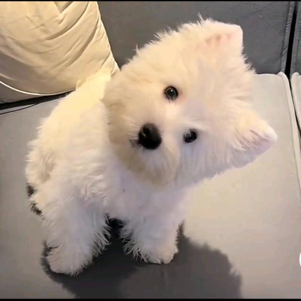 小啊静