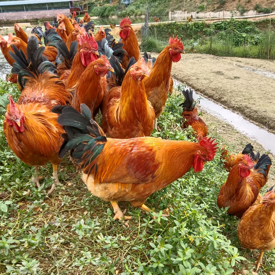 乐昌深山老林土鸡