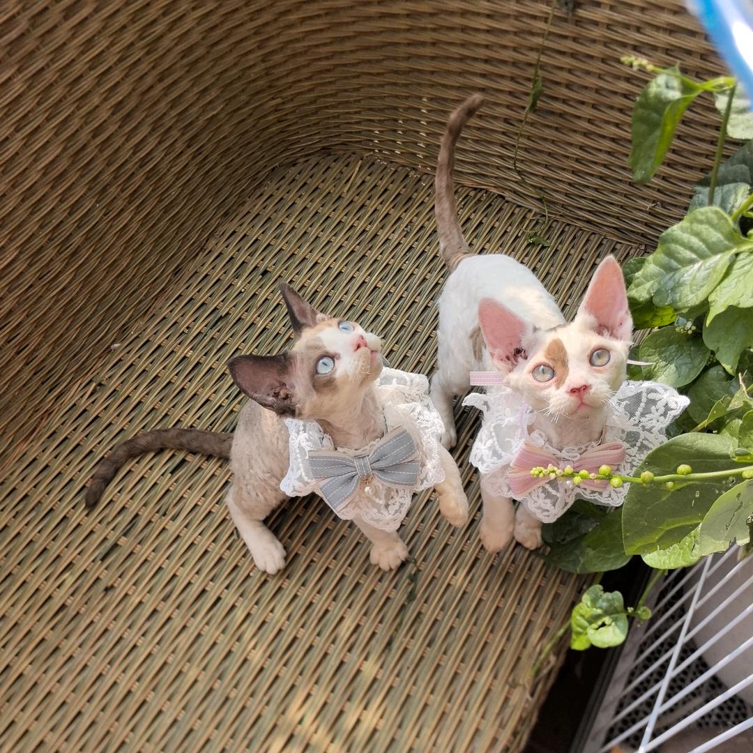 柠檬汁德文猫舍