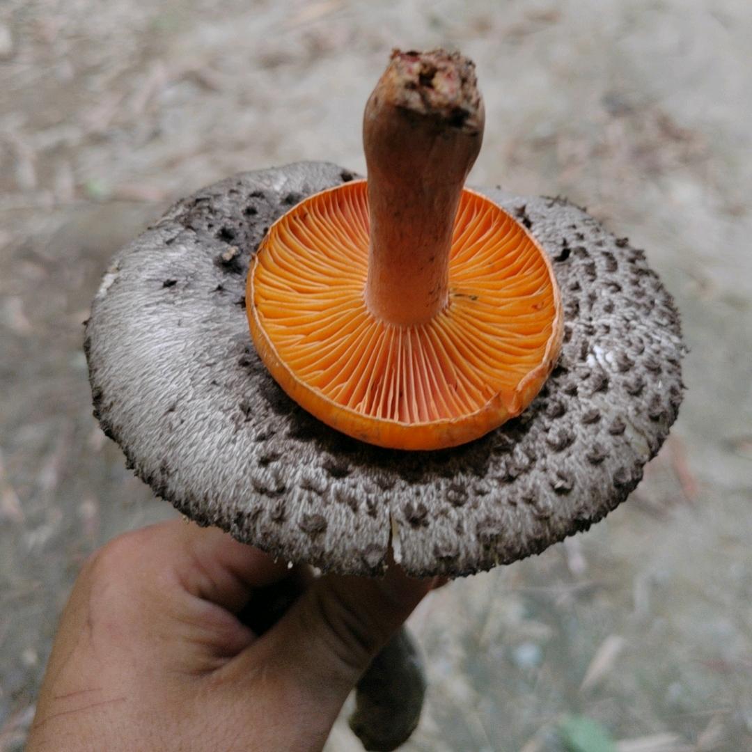 抹茶