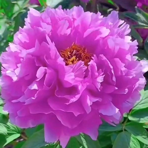 👑云上太阳👑