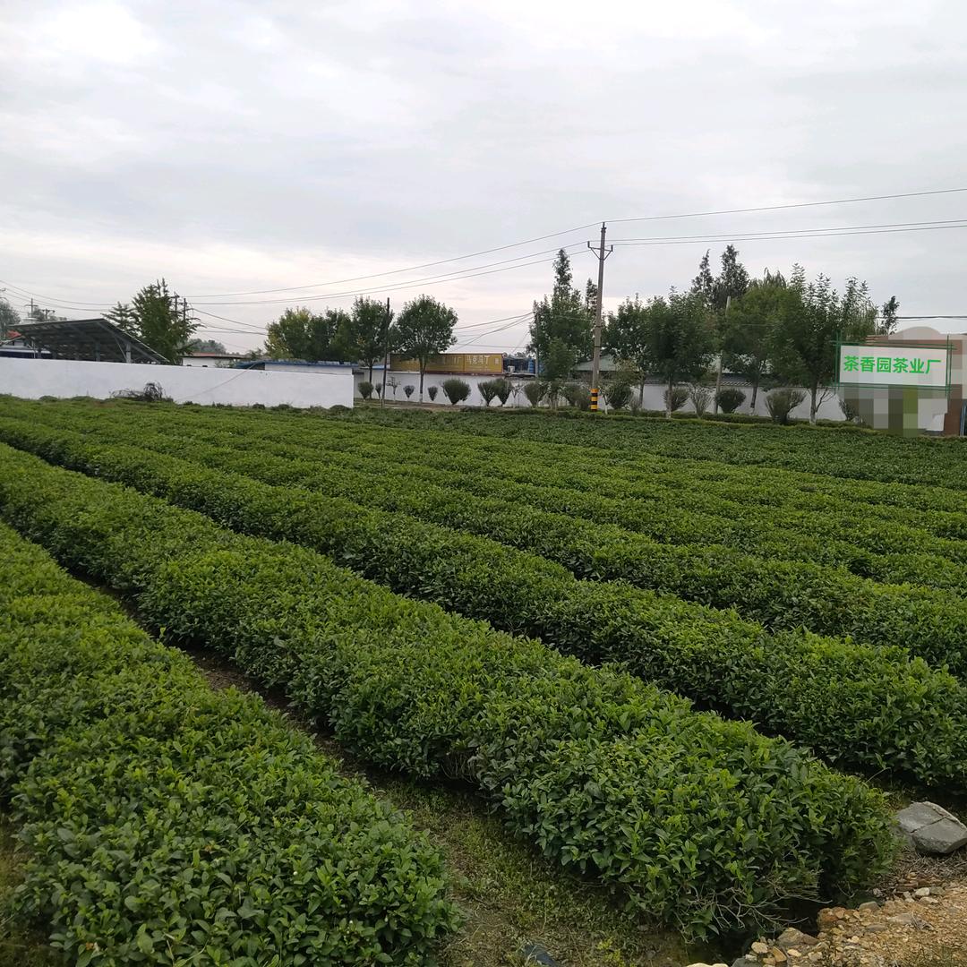 日照茶香园茶业厂