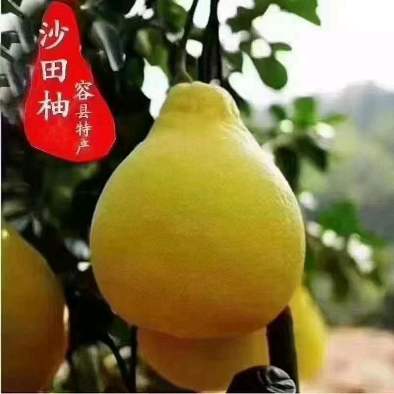 春梅 容县沙田柚